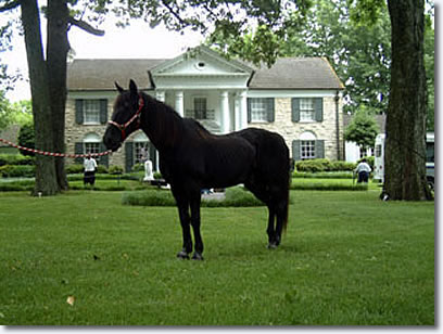 Ebony's Double - The last horse Elvis bought to Graceland
